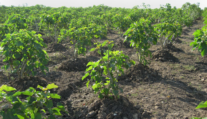 Jatropha plantation