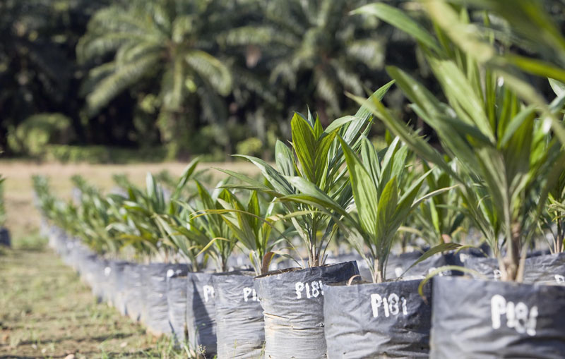 Palm oil plantation