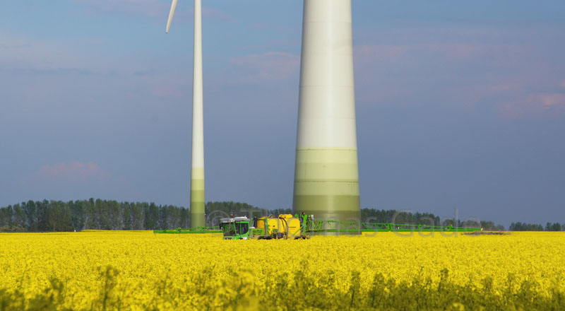 Rapeseed field with wind turbines