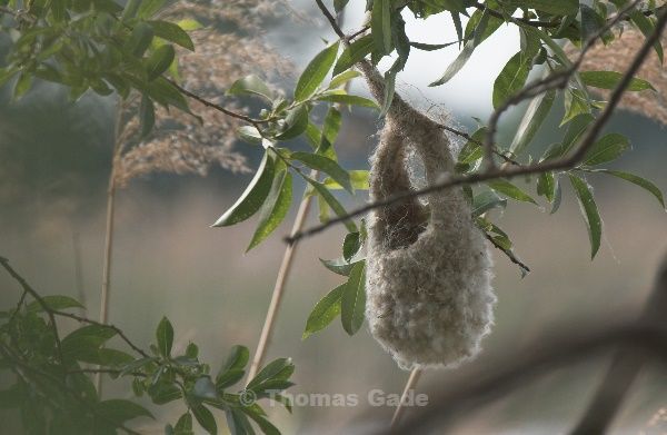 Nest der Beutelmeise